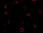 CXCR4-Lo Antibody